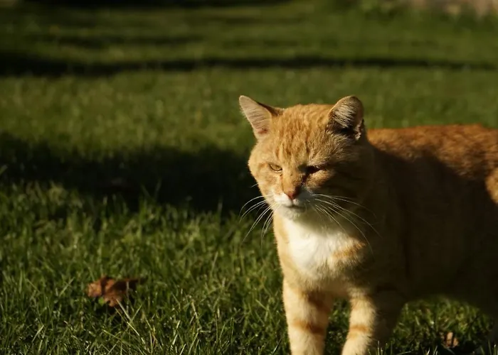 Saunaga Suur Puhkemaja Uneallikal, Harjumaal, Kuni 11 Inimest Pae