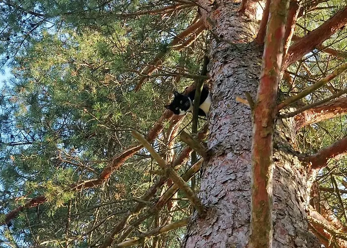ヴィラ Saunaga Suur Puhkemaja Uneallikal, Harjumaal, Kuni 11 Inimest *